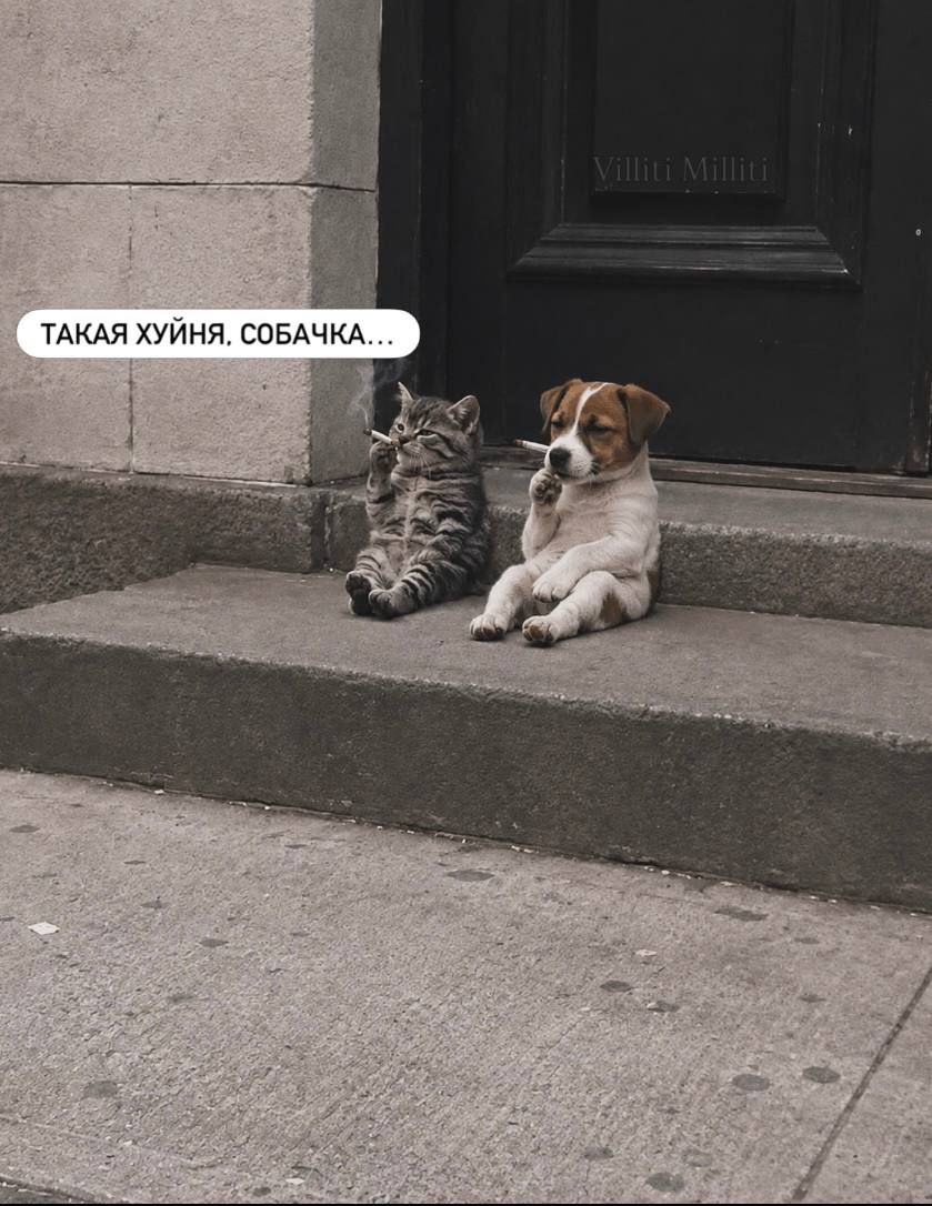 ТАКАЯ ХУЙНЯ, СОБАЧКА...