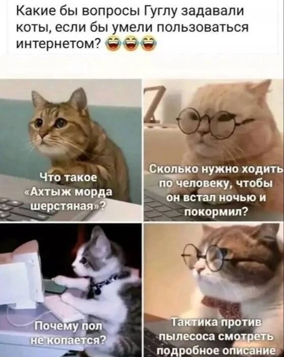 Какие бы вопросы Гуглу задавали коты, если бы умели пользоваться интернетом? 😂😂😂 Что такое «Ахтыж морда шерстяная»? Сколько нужно ходить по человеку, чтобы он встал ночью и покормил? Почему пол не копается? Тактика против пылесоса смотреть подробное описание