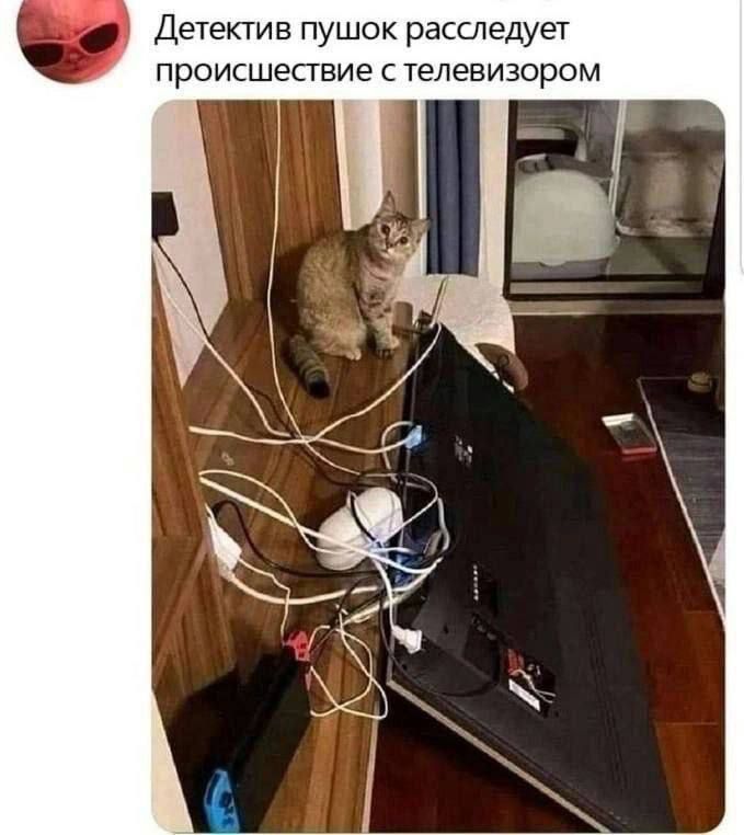 Детектив пушок расследует происшествие с телевизором