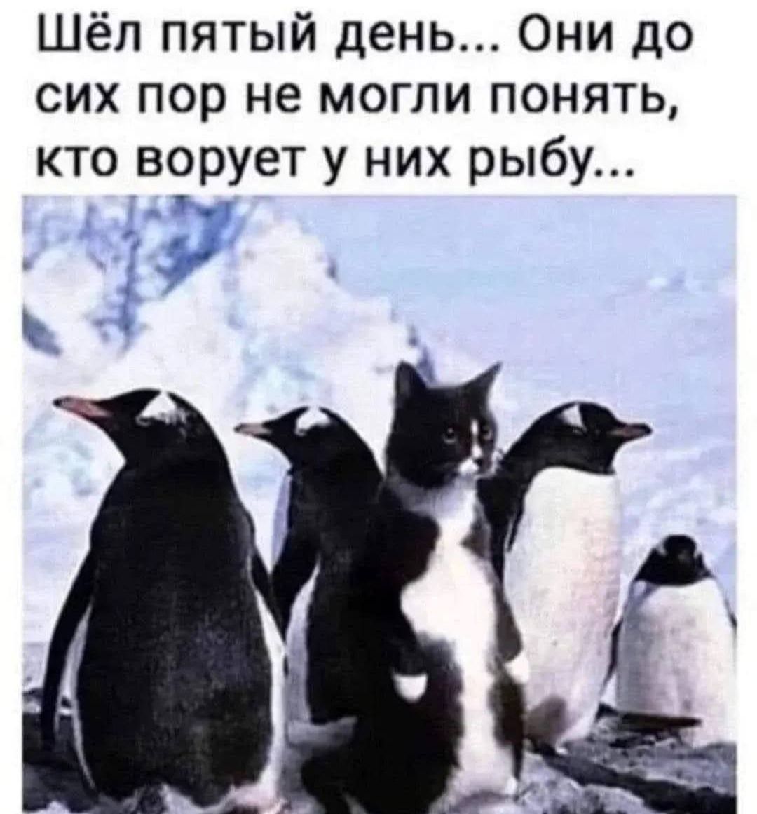 Шёл пятый день... Они до сих пор не могли понять, кто ворует у них рыбу...