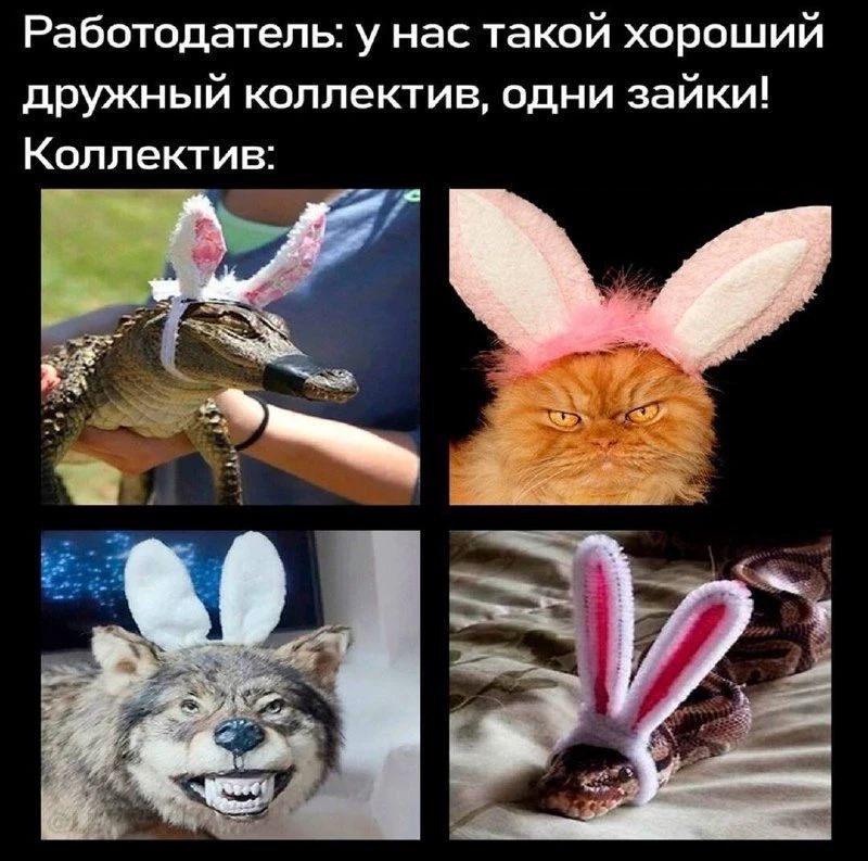 Работодатель: у нас такой хороший дружный коллектив, одни зайки! Коллектив: