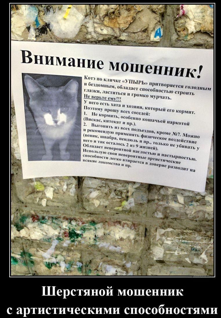 Внимание мошенник! Кот по кличке «УПЫРЬ» притворяется голодным и бездомным, обладает способностью строить глазки, ластиться и громко мурчать. Не верьте ему!!! У него есть хата и хозяин, который его кормит. Поэтому прошу всех соседей: 1. Не кормить, особенно кошачьей наркотой (Вискас, китекат и пр.). 2. Выгонять из всех подъездов, кроме №7. Можно и