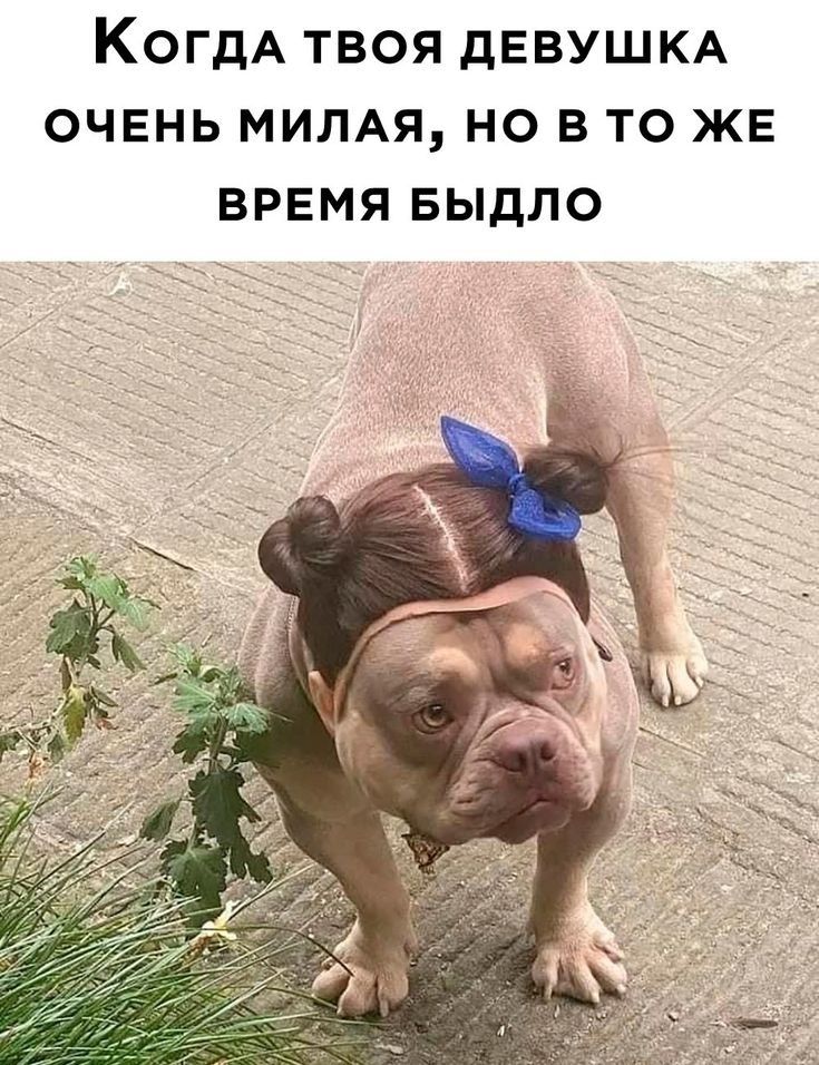 Когда твоя девушка очень милая, но в то же время быдло
