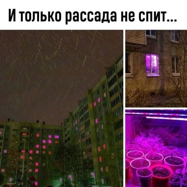 И только рассада не спит...