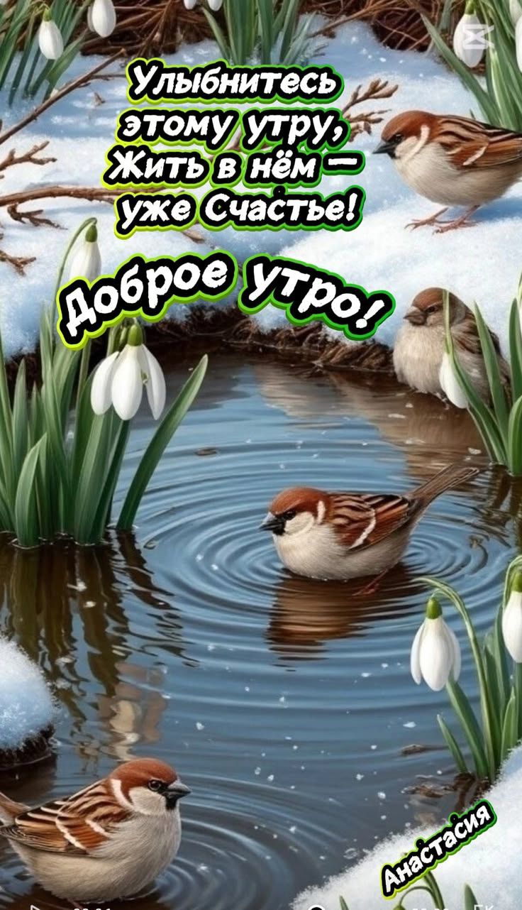 Улыбнитесь этому утру, Жить в нём – уже Счастье! Доброе утро! Анастасия
