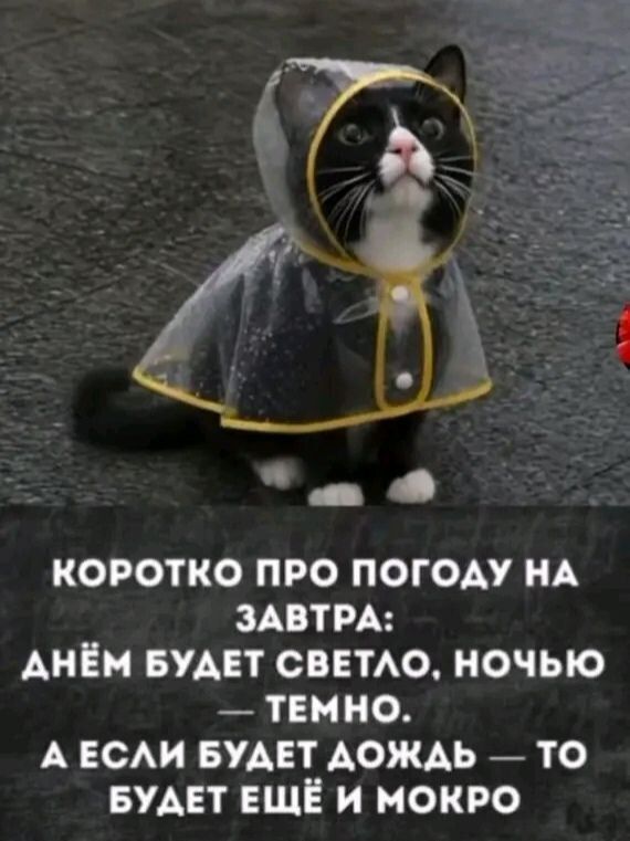 Коротко про погоду на завтра: днем будет светло, ночью - темно. А если будет дождь - то будет еще и мокро