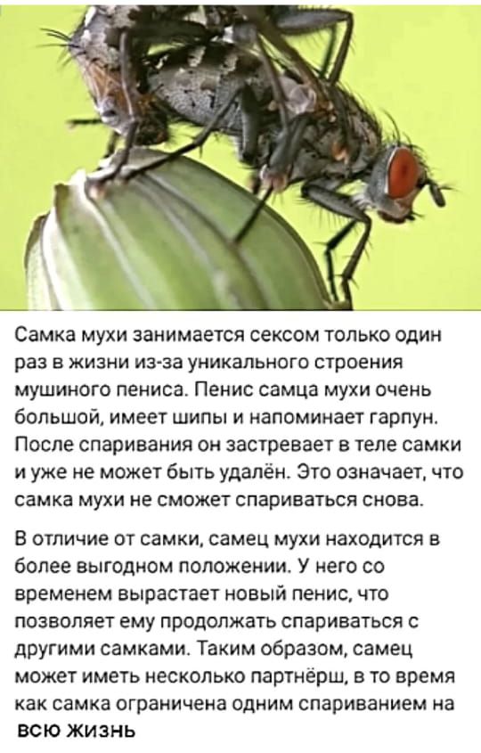 Самка мухи занимается сексом только один раз в жизни из-за уникального строения мушиного пениса. Пенис самца мухи очень большой, имеет шипы и напоминает гарпун. После спаривания он застревает в теле самки и уже не может быть удалён. Это означает, что самка мухи не сможет спариваться снова. В отличие от самки, самец мухи находится в более выгодном