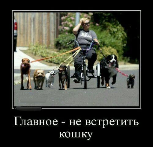 Главное - не встретить кошку