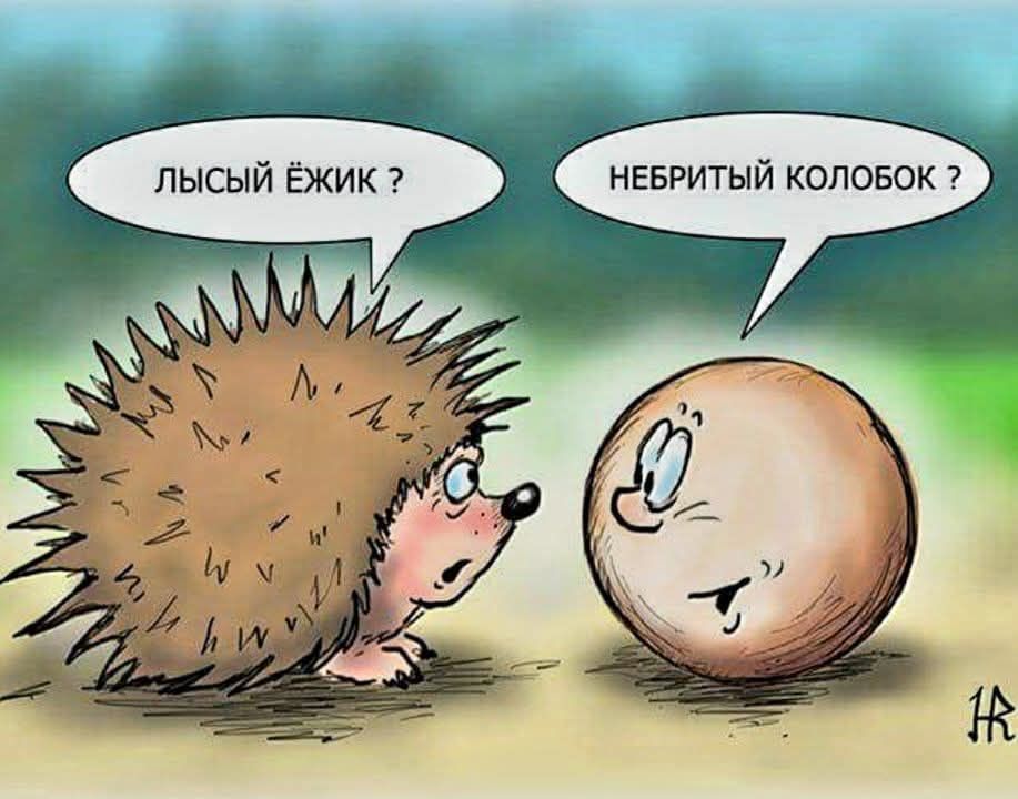 ЛЫСЫЙ ЁЖИК ? НЕБРИТЫЙ КОЛОБОК ?