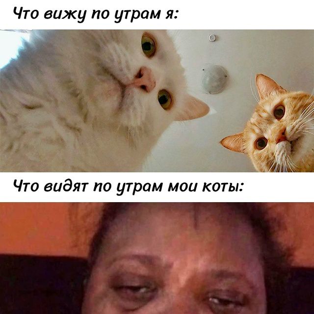 Что вижу по утрам я: (изображение двух милых котов, смотрящих вниз) Что видят по утрам мои коты: (изображение уставшего человека с припухшими глазами)