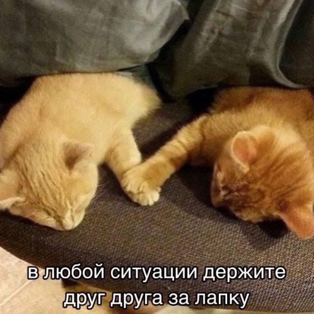в любой ситуации держите друг друга за лапку