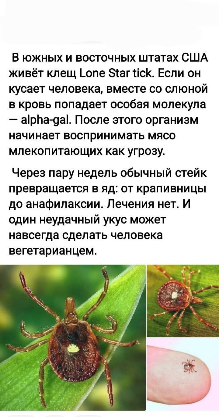 В южных и восточных штатах США живёт клещ Lone Star tick. Если он кусает человека, вместе со слюной в кровь попадает особая молекула — alpha-gal. После этого организм начинает воспринимать мясо млекопитающих как угрозу. Через пару недель обычный стейк превращается в яд: от крапивницы до анафилаксии. Лечения нет. И один неудачный укус может