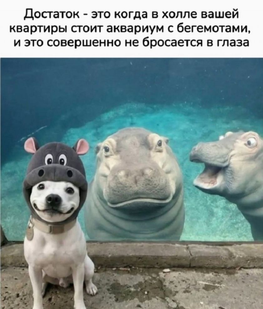 Достаток - это когда в холле вашей квартиры стоит аквариум с бегемотами, и это совершенно не бросается в глаза