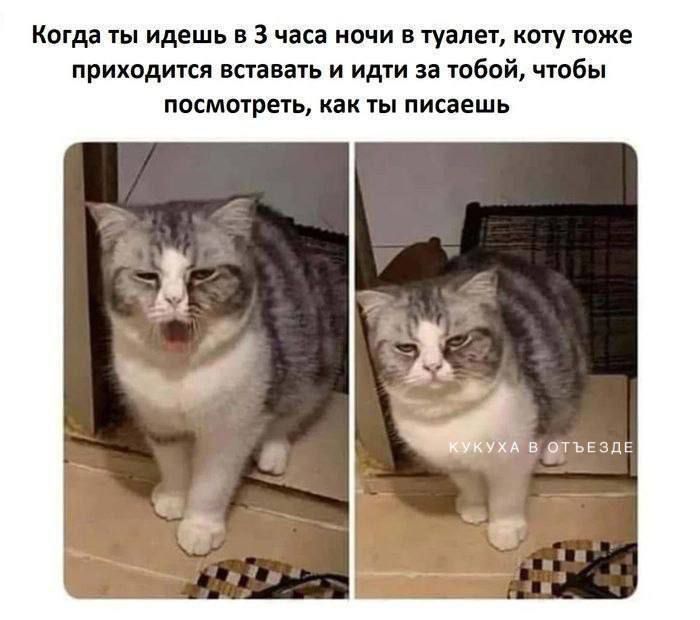 Когда ты идешь в 3 часа ночи в туалет, коту тоже приходится вставать и идти за тобой, чтобы посмотреть, как ты писаешь. КУКУХА В ОТЪЕЗДЕ
