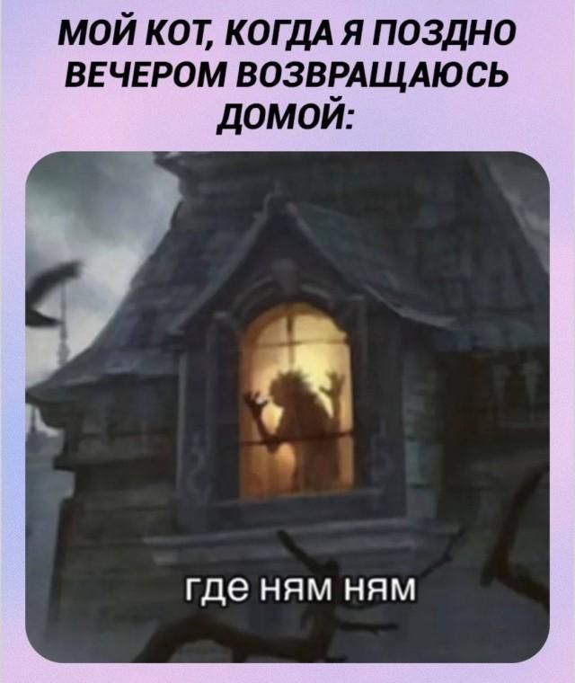 мой кот, когда я поздно вечером возвращаюсь домой: где ням ням