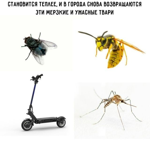 СТАНОВИТСЯ ТЕПЛЕЕ, И В ГОРОДА СНОВА ВОЗВРАЩАЮТСЯ ЭТИ МЕРЗКИЕ И УЖАСНЫЕ ТВАРИ