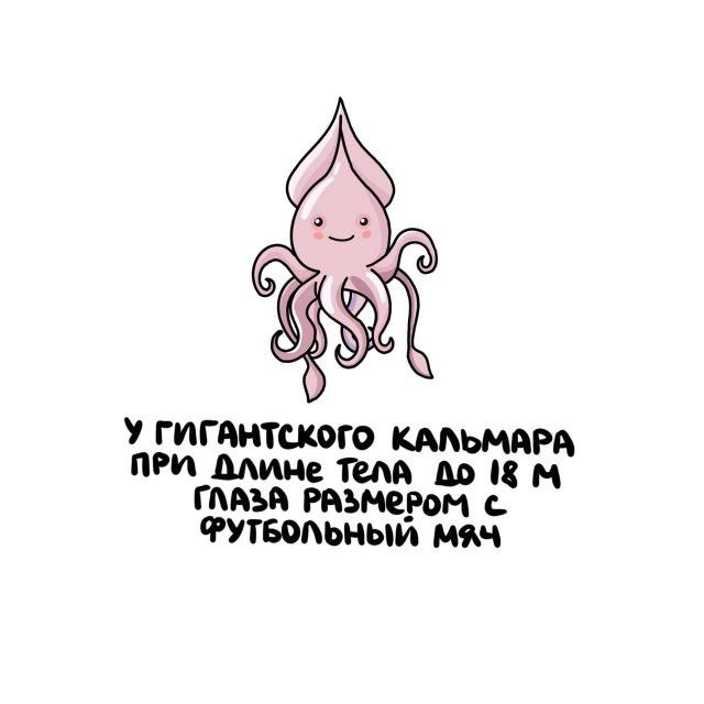 У ГИГАНТСКОГО КАЛЬМАРА ПРИ ДЛИНЕ ТЕЛА ДО 18 М ГЛАЗА РАЗМЕРОМ С ФУТБОЛЬНЫЙ МЯЧ