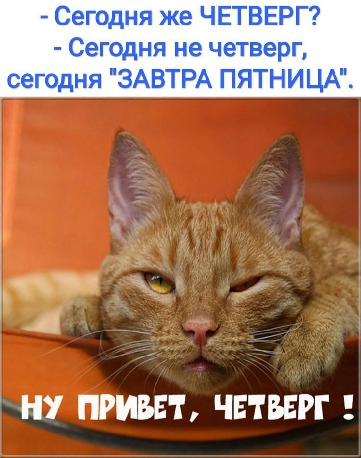 - Сегодня же ЧЕТВЕРГ? - Сегодня не четверг, сегодня 