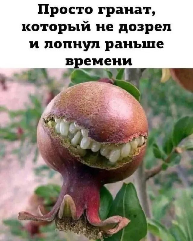 Просто гранат, который не дозрел и лопнул раньше времени