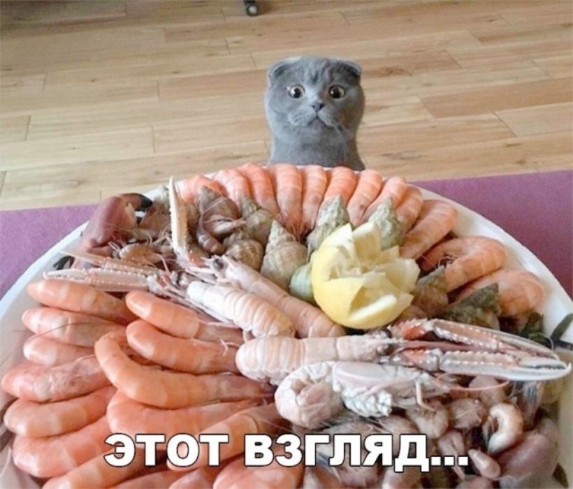 этот взгляд... кот смотрит на тарелку с морепродуктами с удивлением и вожделением