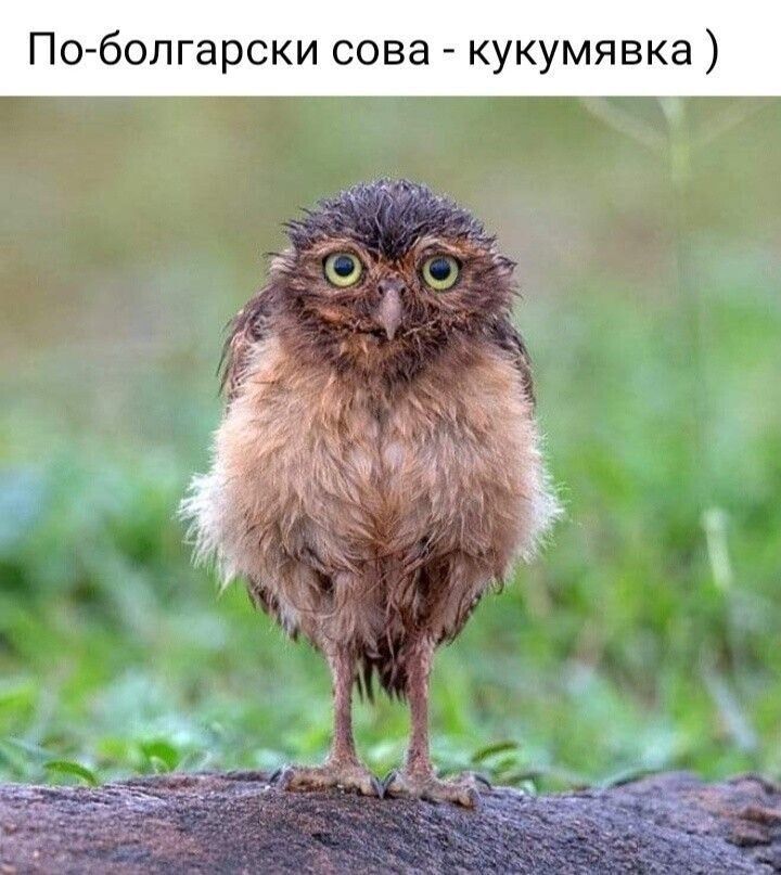 По-болгарски сова - кукумявка )