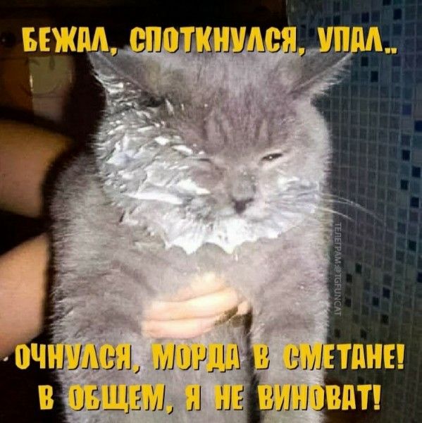 БЕЖАЛ, СПОТКНУЛСЯ, УПАЛ... ОЧНУЛСЯ, МОРДА В СМЕТАНЕ! В ОБЩЕМ, Я НЕ ВИНОВАТ!