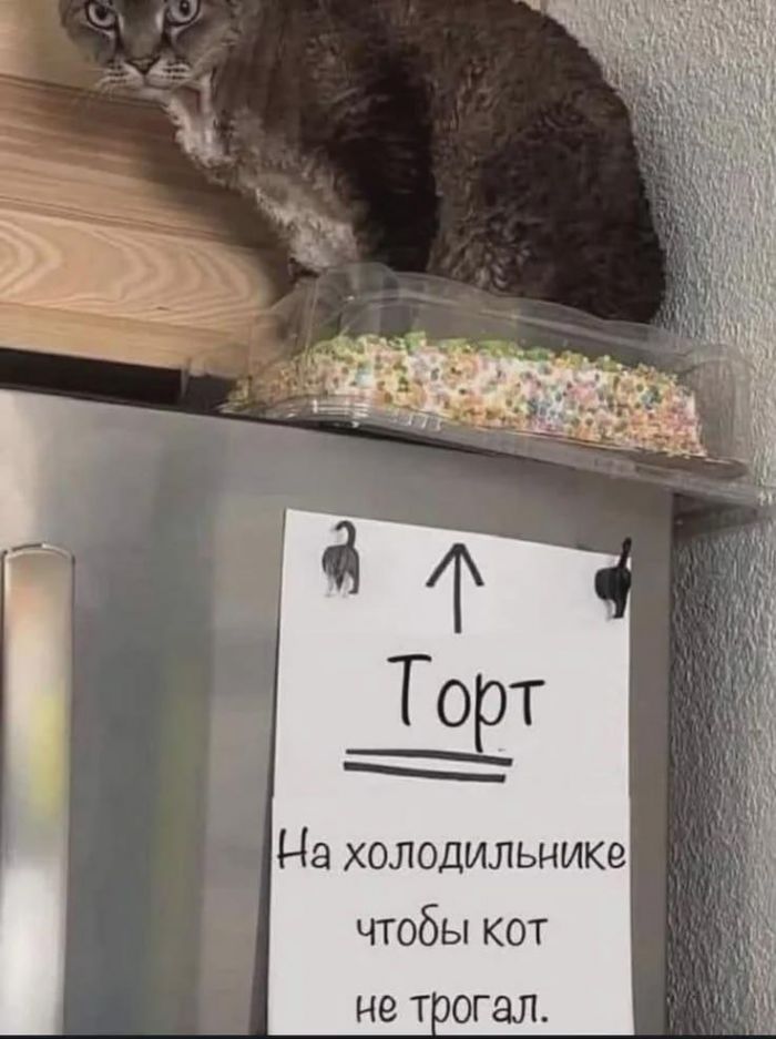 Торт На холодильнике чтобы кот не трогал.