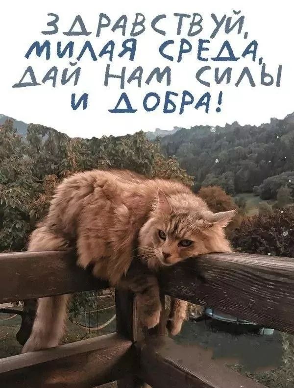 ЗДРАВСТВУЙ, МИЛАЯ СРЕДА, ДАЙ НАМ СИЛЫ И ДОБРА!