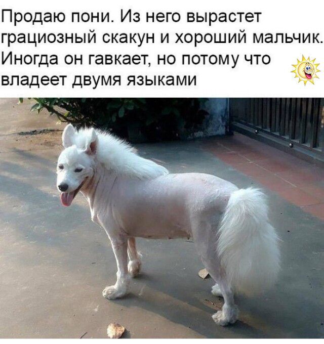 Продаю пони. Из него вырастет грациозный скакун и хороший мальчик. Иногда он гавкает, но потому что владеет двумя языками