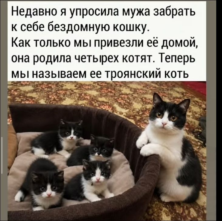 Недавно я упросила мужа забрать к себе бездомную кошку. Как только мы привезли её домой, она родила четырех котят. Теперь мы называем ее троянский кот