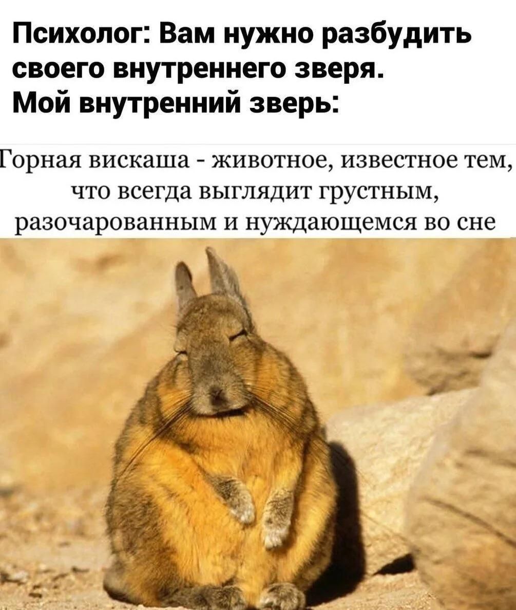 Психолог: Вам нужно разбудить своего внутреннего зверя. Мой внутренний зверь: Горная вискаша - животное, известное тем, что всегда выглядит грустным, разочарованным и нуждающимся во сне
