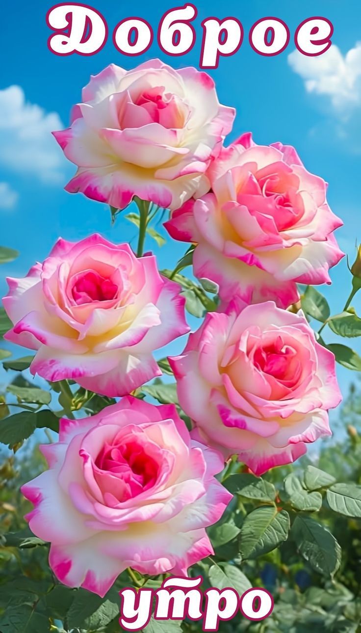 Доброе утро