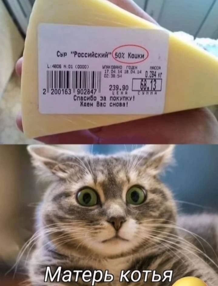 Сыр «Российский» 50% Кошки. Матерь коттья