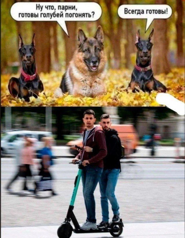 Ну что, парни, готовы голубей погонять? Всегда готовы!