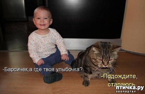 Барсичек, а где твоя улыбочка? Подождите, стараюсь. птичка.ру зоопортал