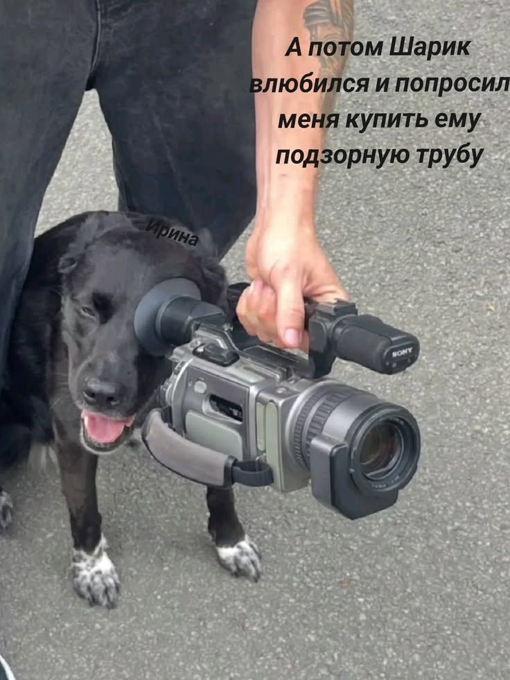 А потом Шарик влюбился и попросил меня купить ему подзорную трубу