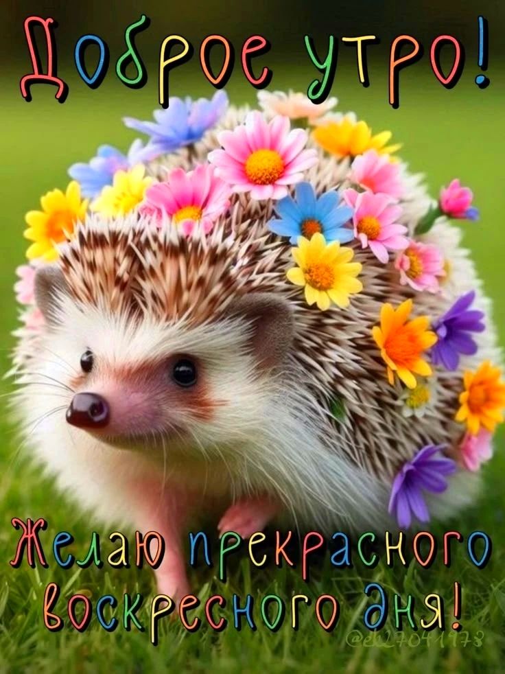 Доброе утро! Желаю прекрасного воскресного дня!