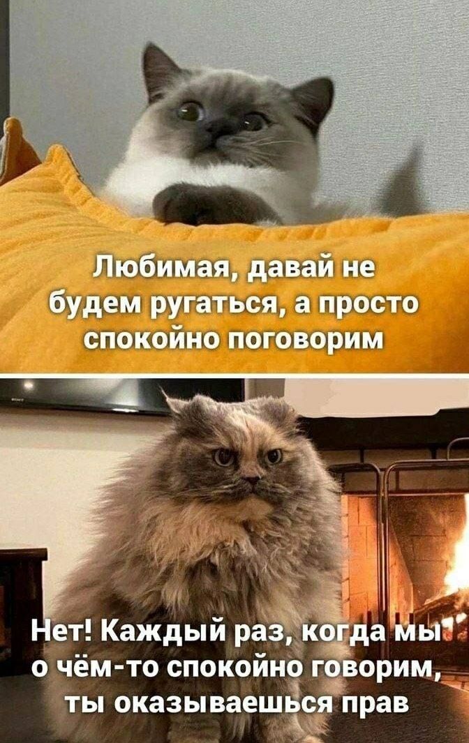 Любимая, давай не будем ругаться, а просто спокойно поговорим. Нет! Каждый раз, когда мы о чём-то спокойно говорим, ты оказываешься прав