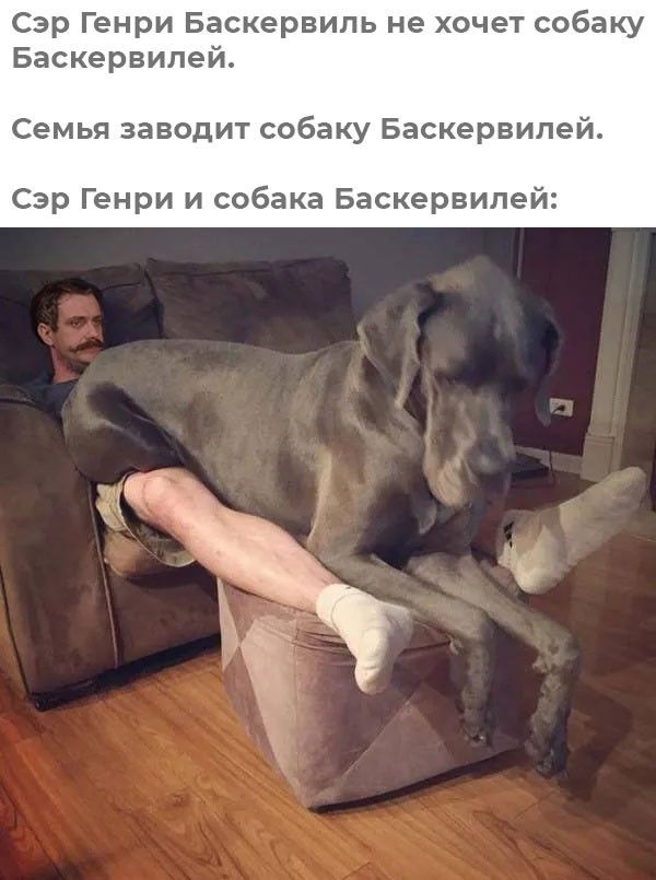 Сэр Генри Баскервиль не хочет собаку Баскервилей. Семья заводит собаку Баскервилей. Сэр Генри и собака Баскервилей: