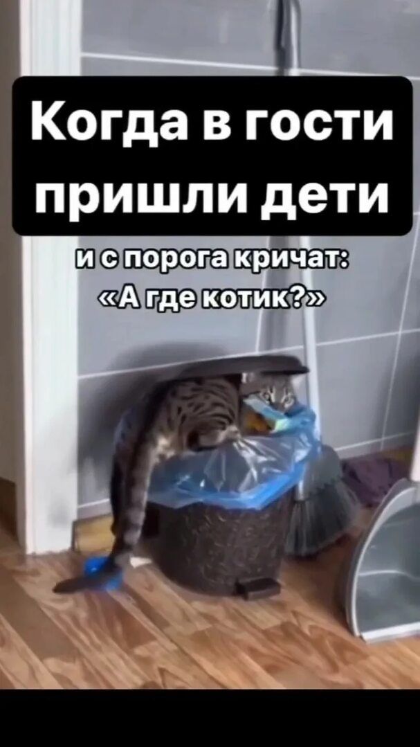 Когда в гости пришли дети и с порога кричат: «А где котик?»