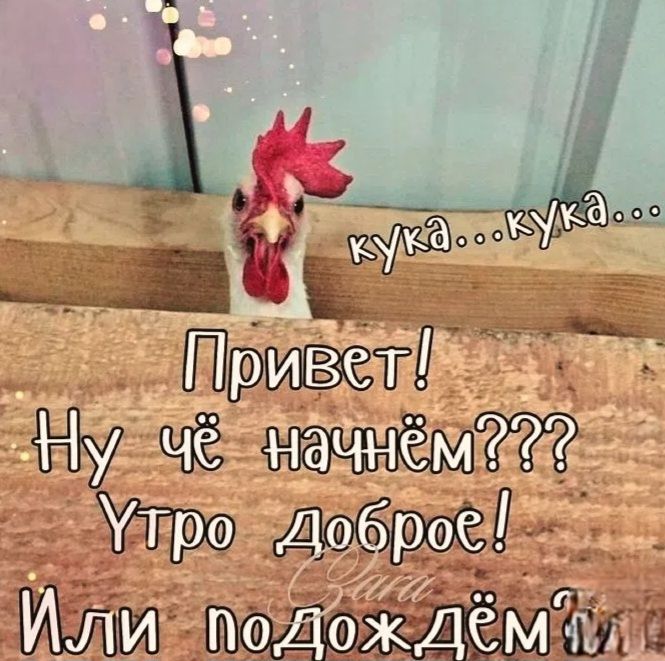 кука...кука... Привет! Ну чё начнём??? Утро доброе! Или подождём?