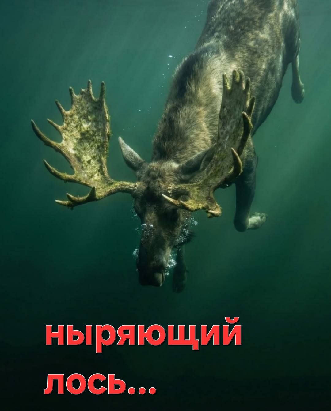 ныряющий лось...