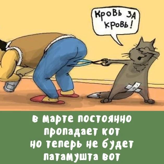 Кровь за кровь! в марте постоянно пропадает кот но теперь не будет патамушта вот