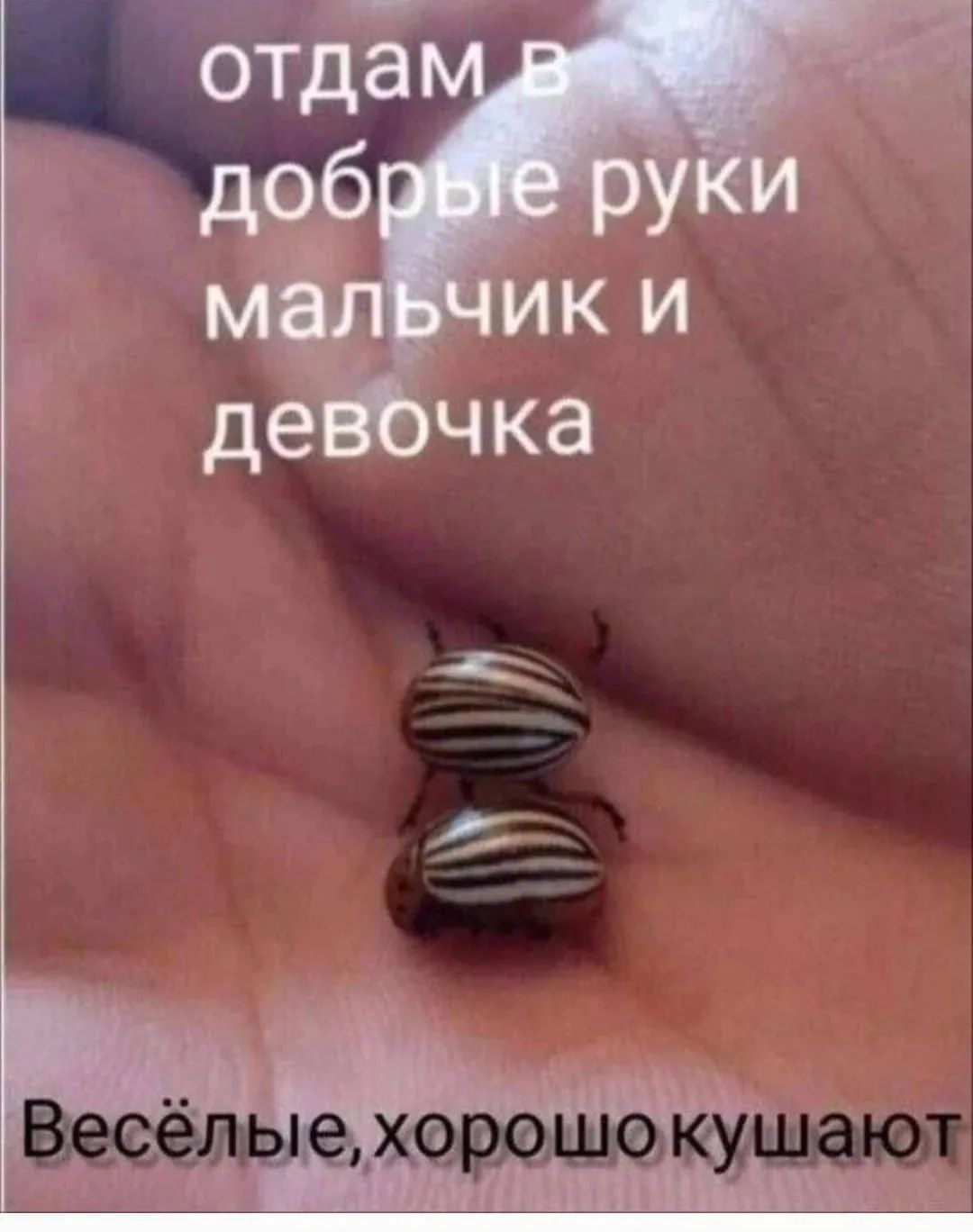 отдам в добрые руки мальчик и девочка Весёлые, хорошо кушают