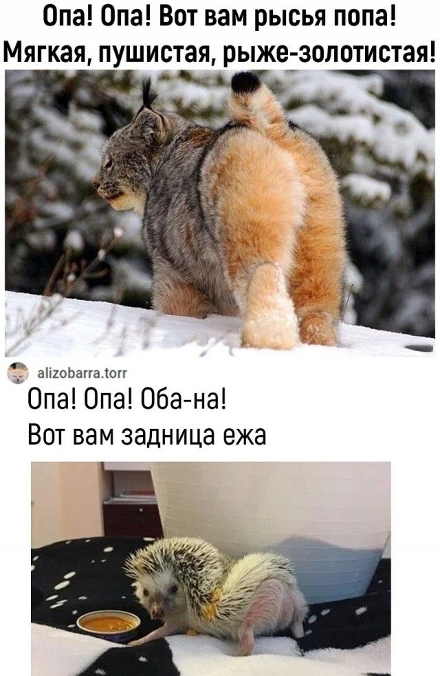 Опа! Опа! Вот вам рысья попа! Мягкая, пушистая, рыже-золотистая! Опа! Опа! Оба-на! Вот вам задница ежа