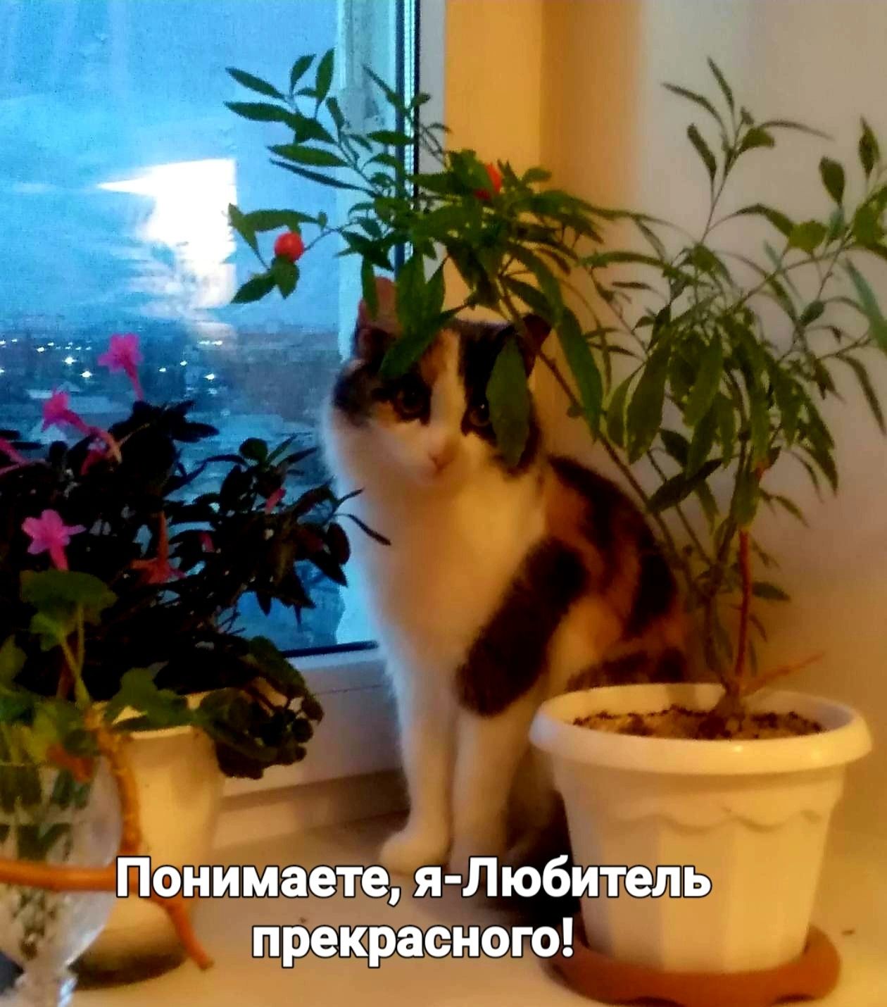 Понимаете, я-Любитель прекрасного!