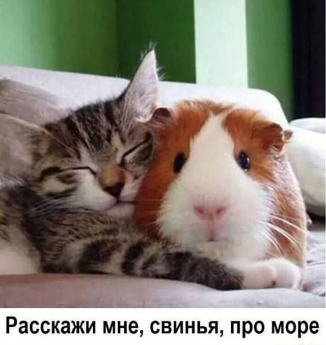 Расскажи мне, свинья, про море