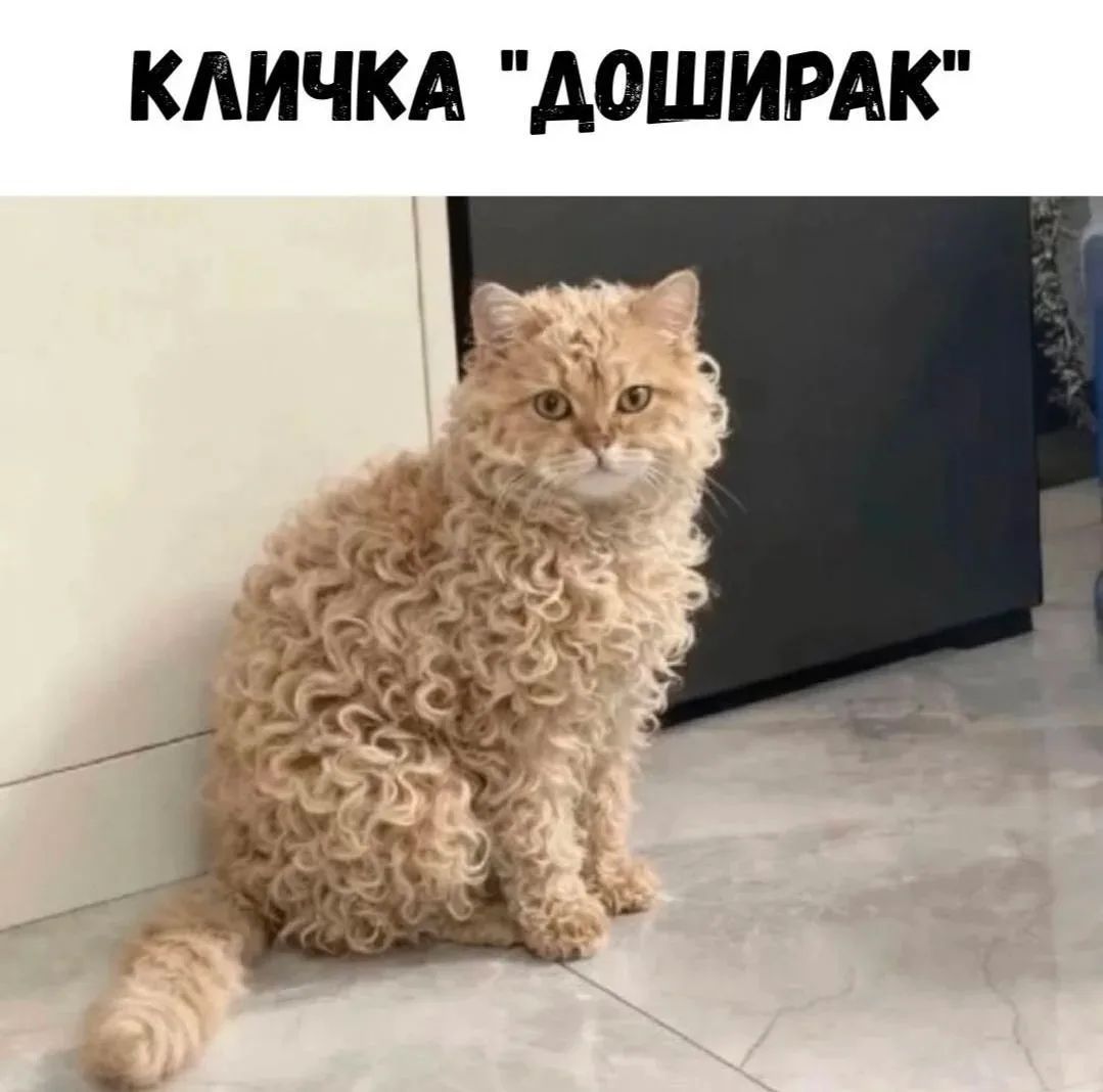 Кличка 