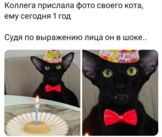 Коллега прислала фото своего кота, ему сегодня 1 год. Судя по выражению лица он в шоке.. С ДНЕМ РОЖДЕНИЯ