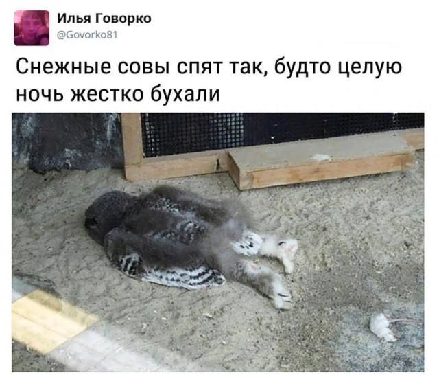 Илья Говорко @Govorko81 Снежные совы спят так, будто целую ночь жестко бухали